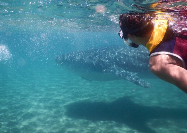 Nada con las especies