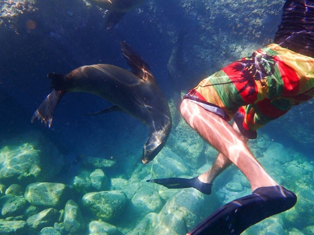 Nado con leones marinos