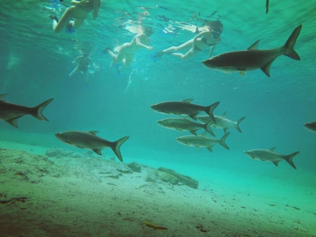 Diversidad de especies