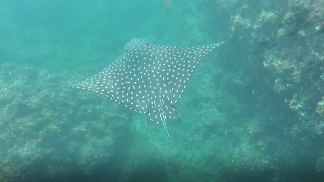 nada con animales marinos