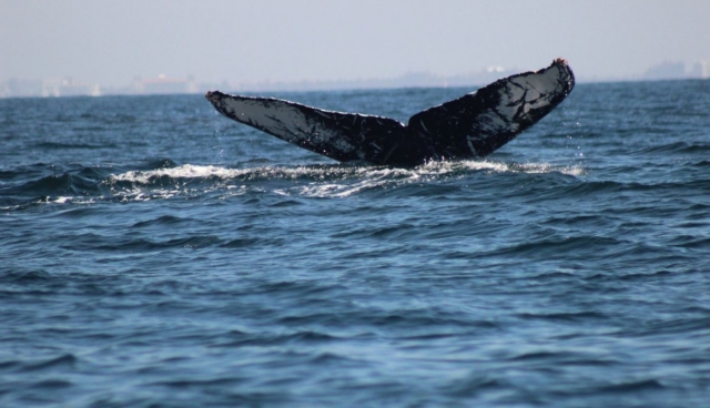Ballenas