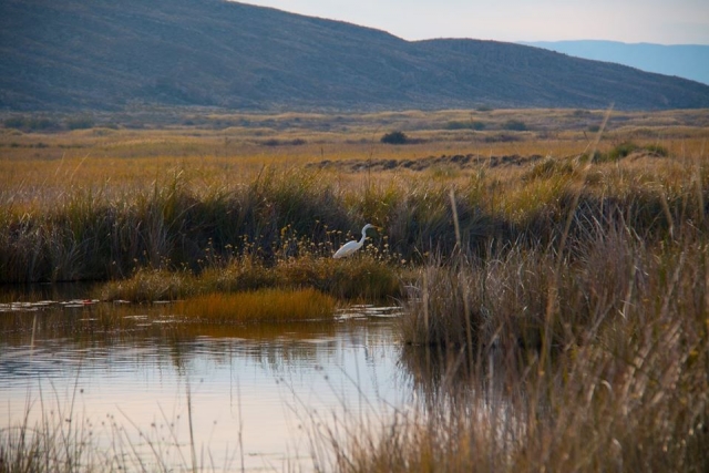 Explora tu flora y fauna