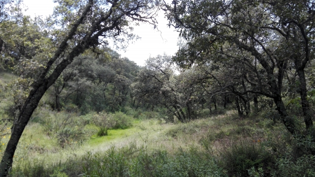 ARROYO