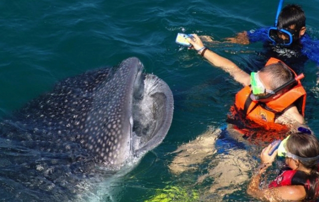 Alimentando a los tiburones