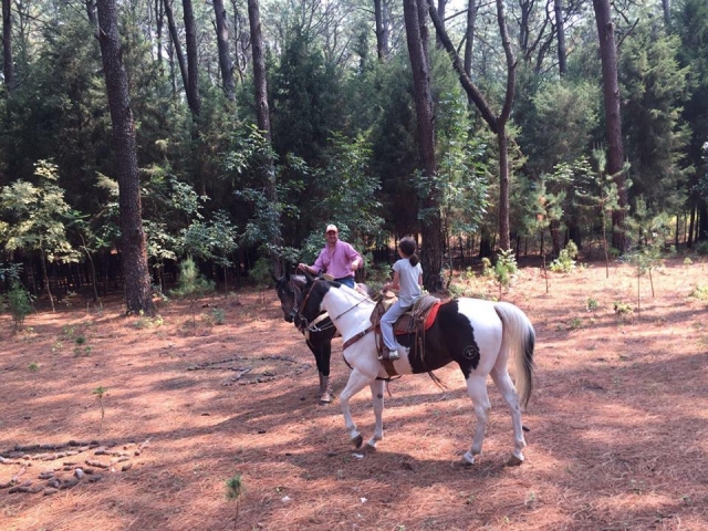 Te explicaremos todos los beneficios de convivir con caballos