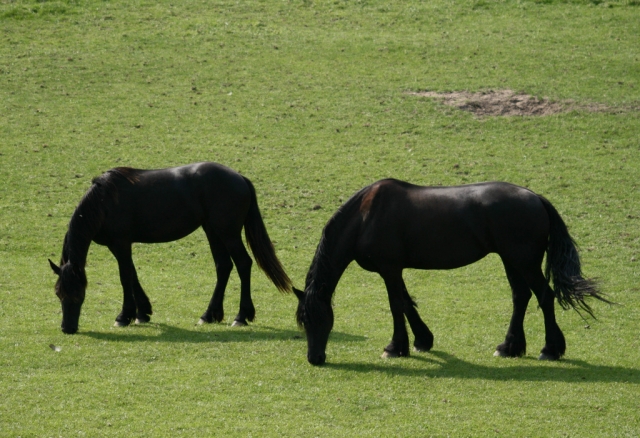 Callos pastando en un entorno de aire limpio