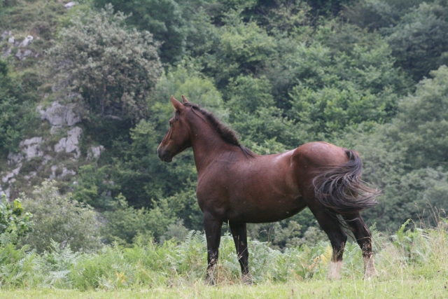 Caballo cuarto de Milla