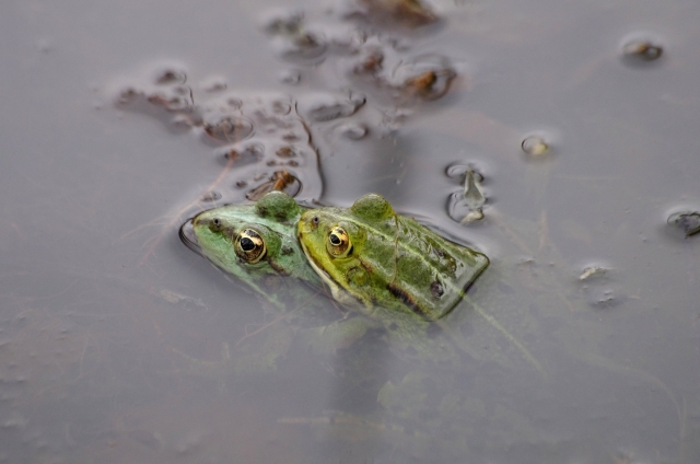 Ranas en el lago