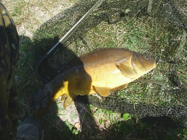 Pesca carpas en Tlaxco