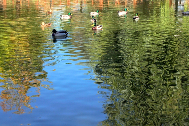 Patos nadando en el estanque