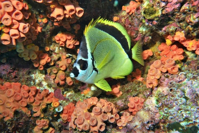 Pez entre los corales 