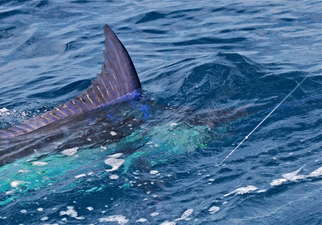 Pescando pez vela 