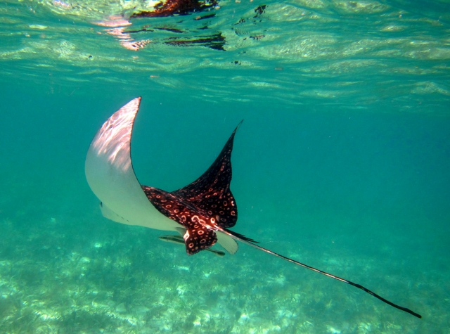 Fondo marino de Mahahual