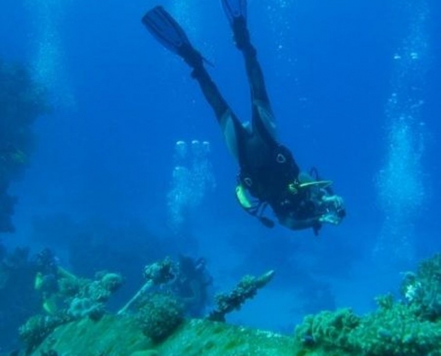 Conoce la flora y fauna marítima