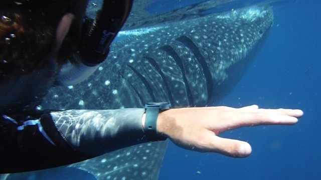 Disfrutando del nado con tiburón en el caribe