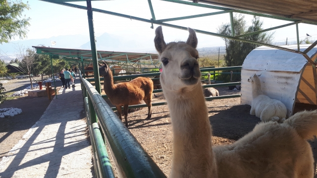 Llamas en el recorrido en safari