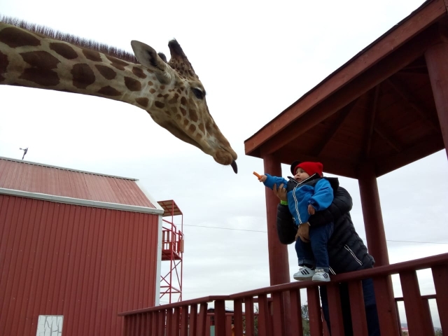 Safari con girafas Monterrey