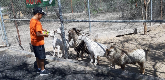 Dando de comer a las cabras en el safari