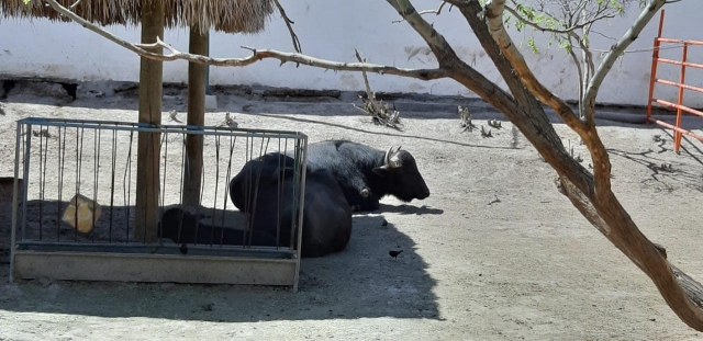 Toro descansando durante el safari