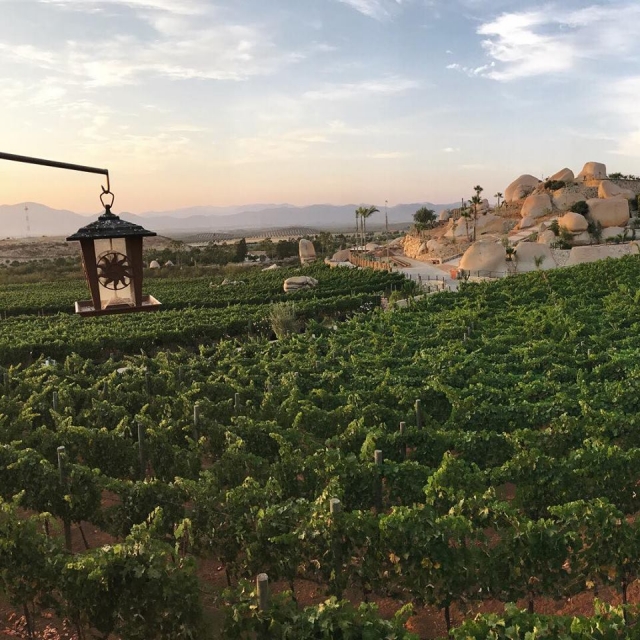 Viñedos en valte de guadalupe