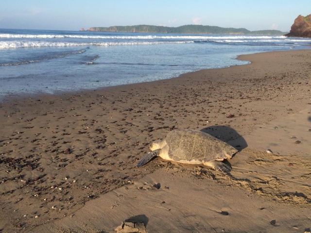 Tortuga marina en Jalisco