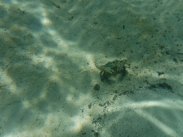 Cangrejo en laguna nichupté