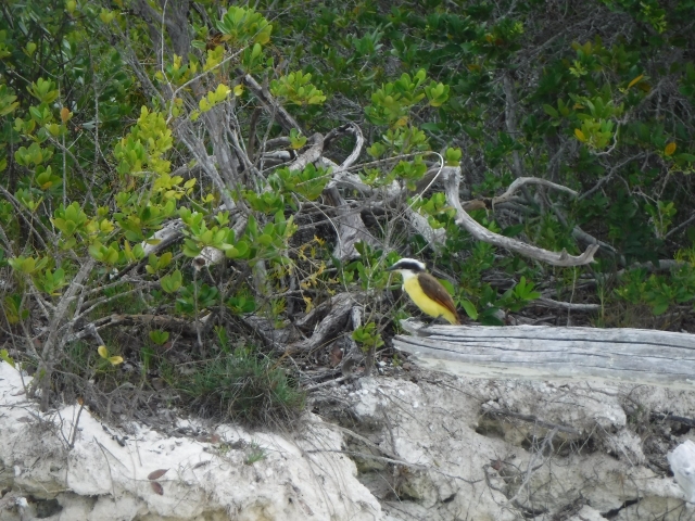 Aves en manglaternera