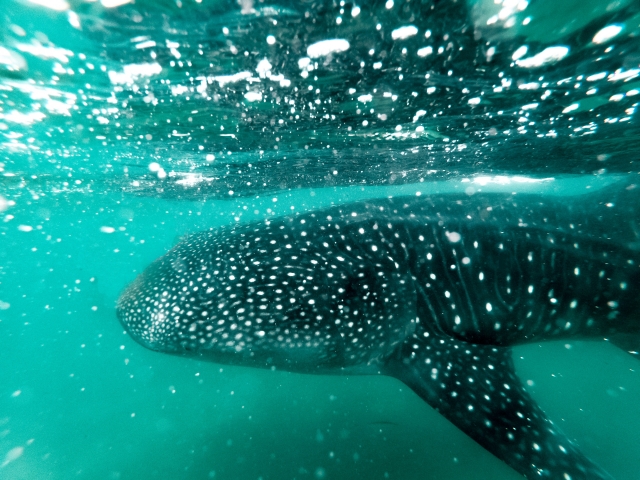 Tiburón ballena Nado