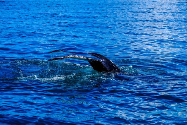 Avistamiento de tiburón ballena