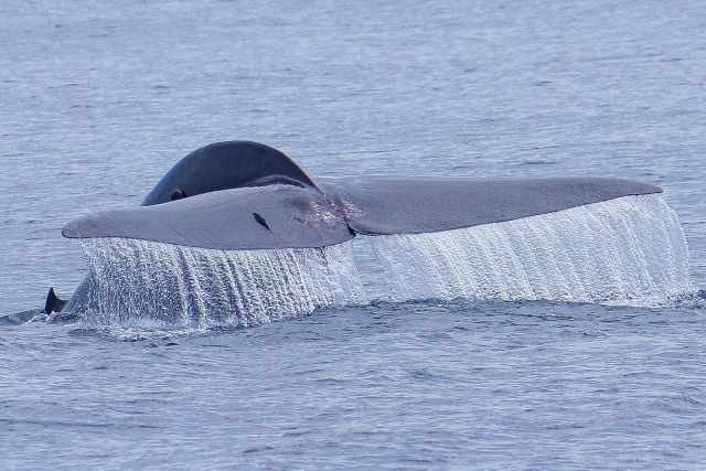 Encontrando ballenas azules