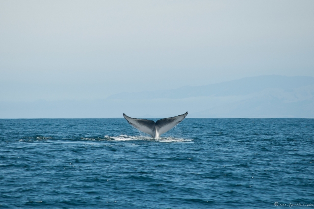 Avistamiento de ballenas azules