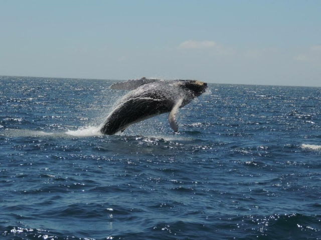 Ballenas en los cabos