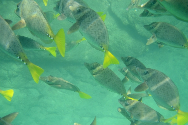 Ubicando especies de peces