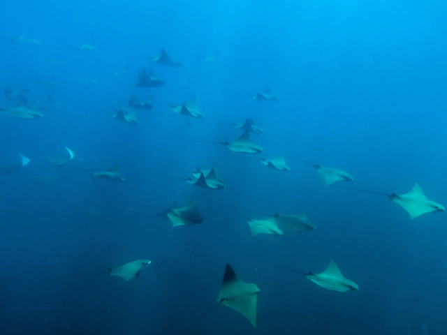 Especies marinas impresionantes