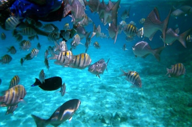 Peces en Cozumel