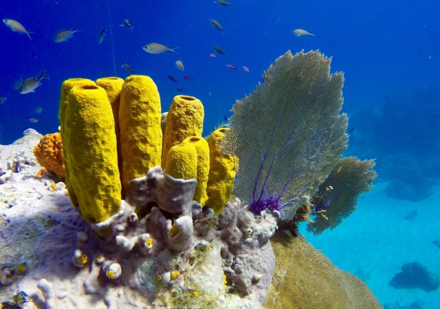 Vida marina del Caribe 