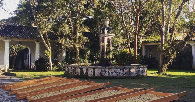 Haciendas Cafetaleras