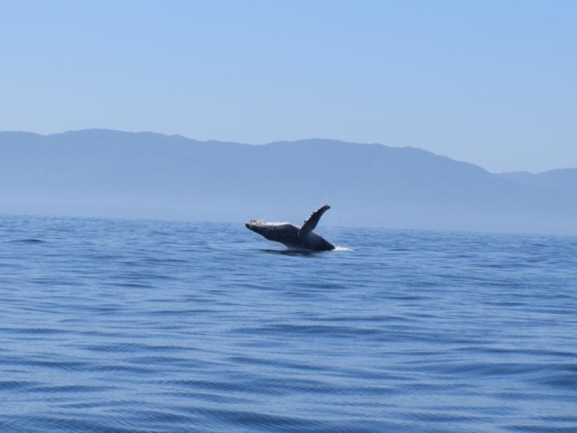 Ballenas saludando