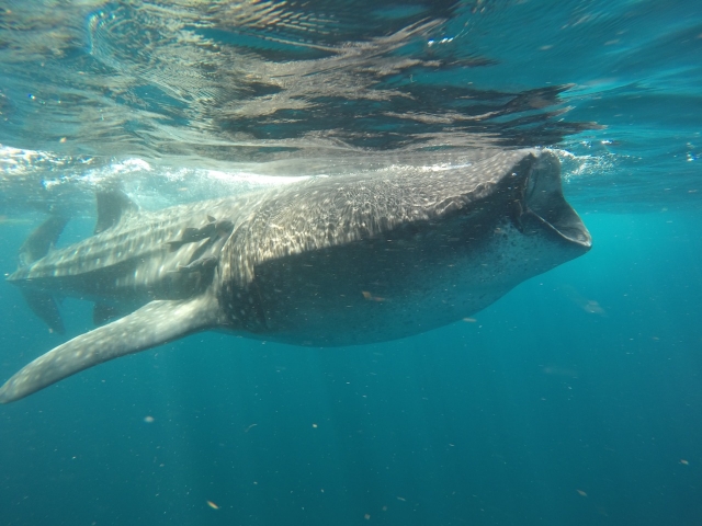 Tiburones ballena en tu hábitat natural 