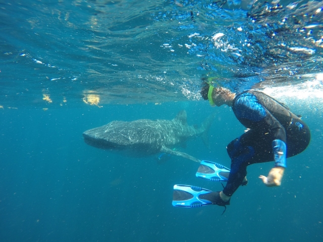 Snorkel cerca del pez más grande del mundo 