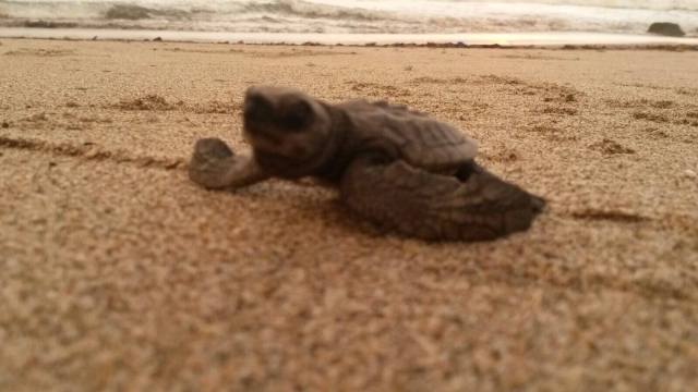 Liberación de tortugas