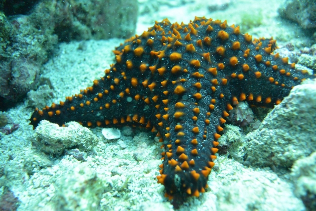 Maravillas bajo el agua