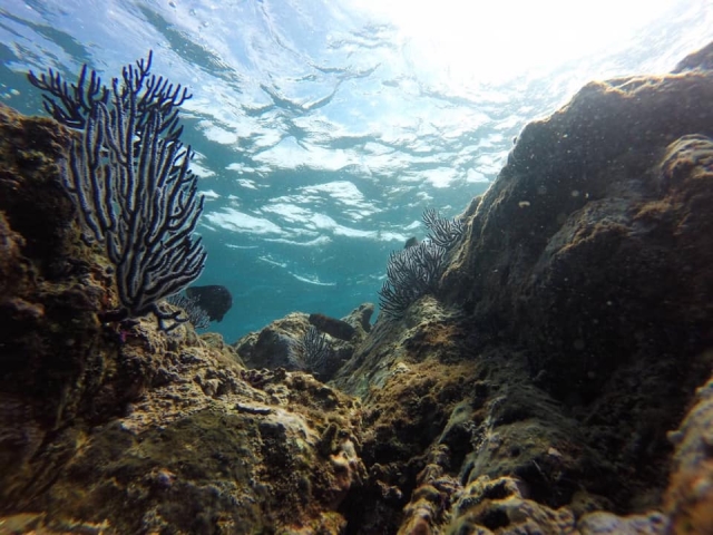 Mundo marino en Islas Marietas