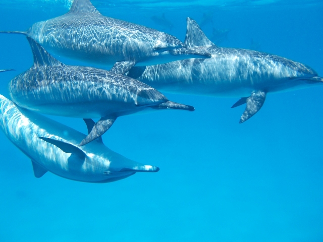 Grupo de delfines