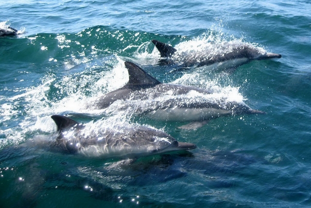 Delfines libternera