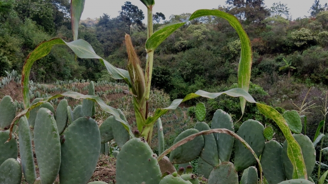 Plantación de mazorca y nopal