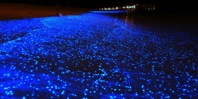 Bioluminiscencia Huatulco