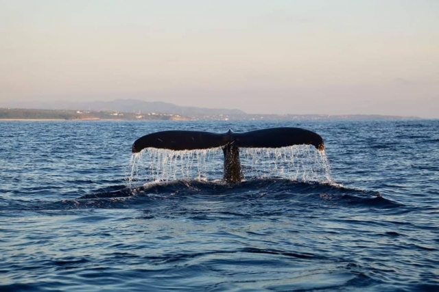 Ballena Jorobada en Zicatela