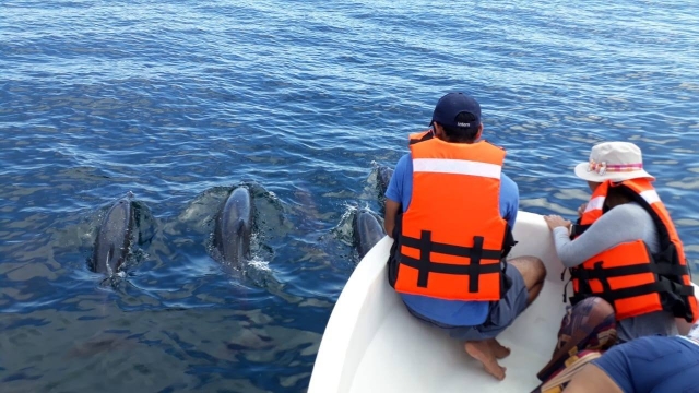 Delfines en Zicatela
