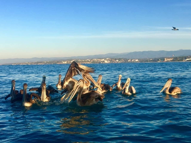 Aves en Puerto Angelito
